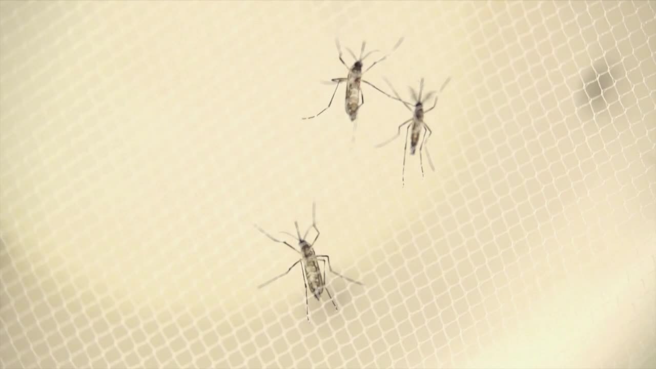 Plenty of rain could lead to lots of mosquitoes